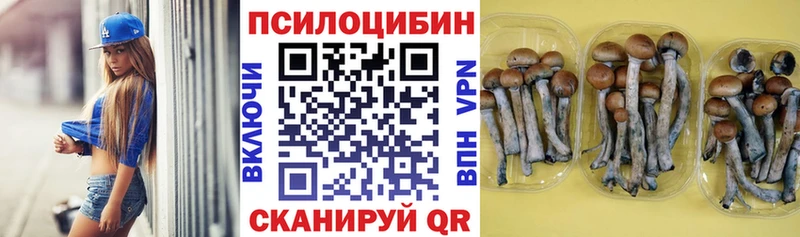 Купить где  Салехард  Галлюциногенные грибы Psilocybe 